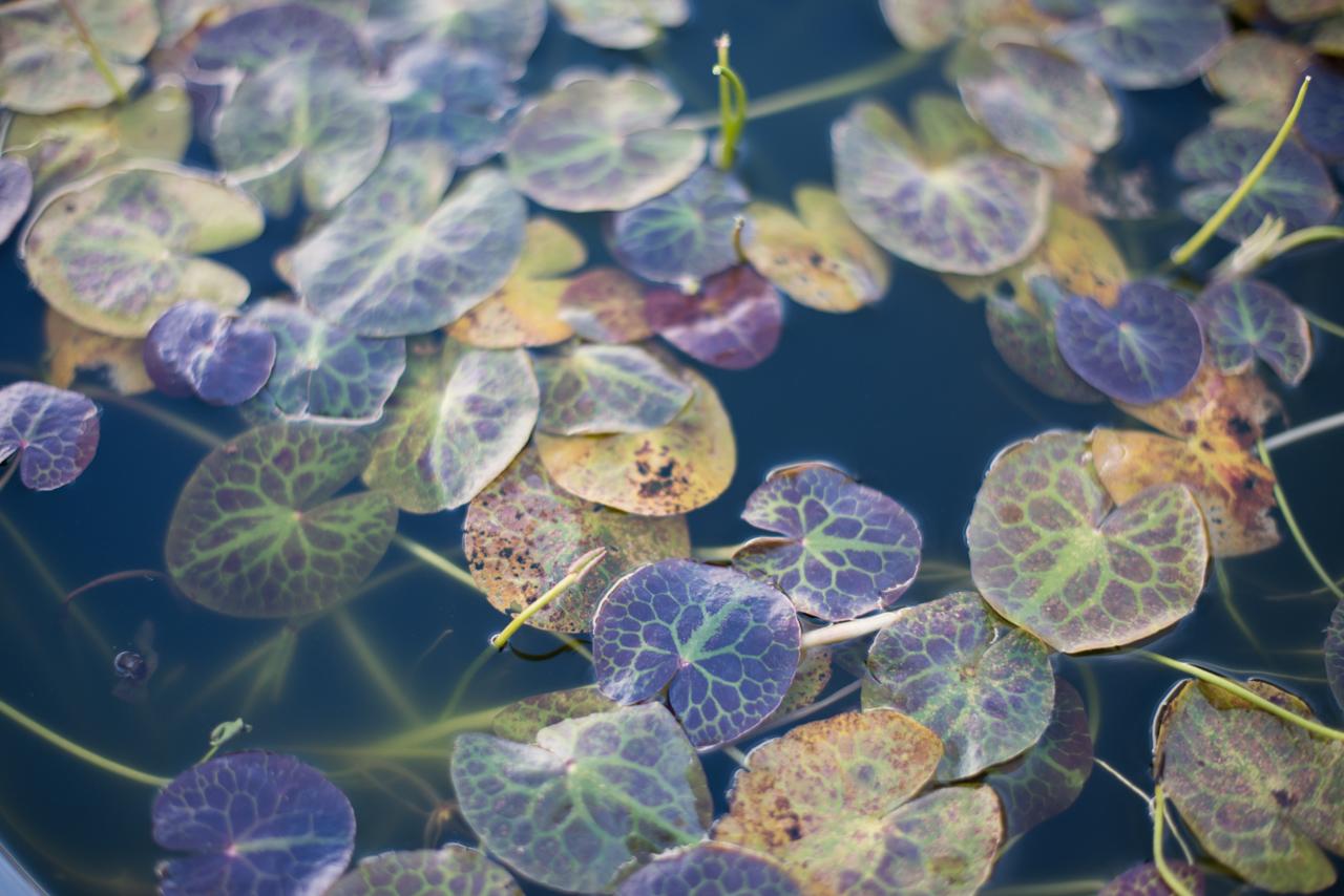 lily pads